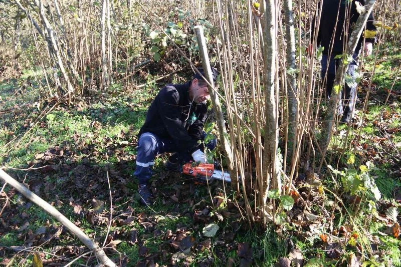 FINVER projesi fındıkta verimi arttırdı
