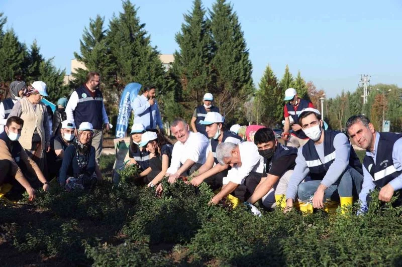 KOÜ’de hasat ve dikim şenliği
