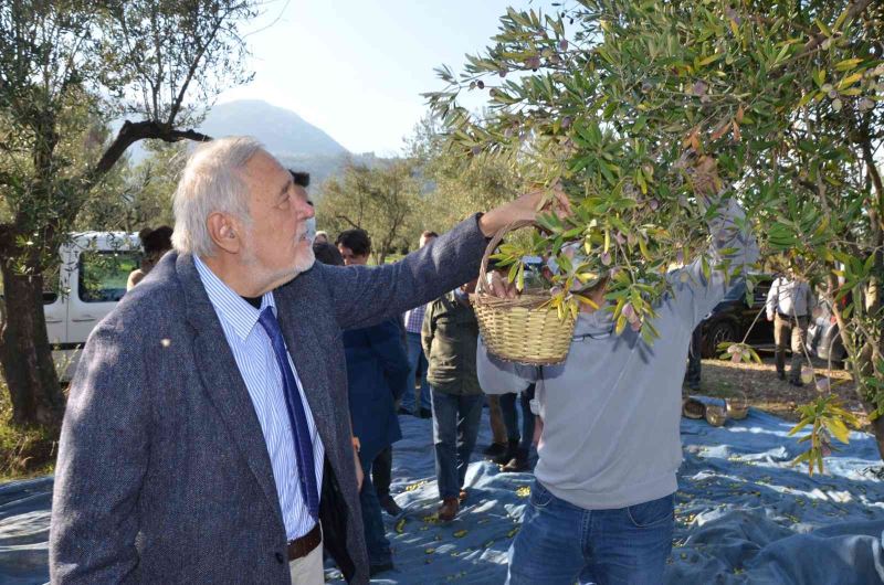 Prof. Dr. Ortaylı Kırkağaç’ta kendi zeytinini hasat etti
