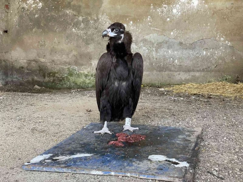 Dünyayı dolaştı Düzce’de yorgun düştü
