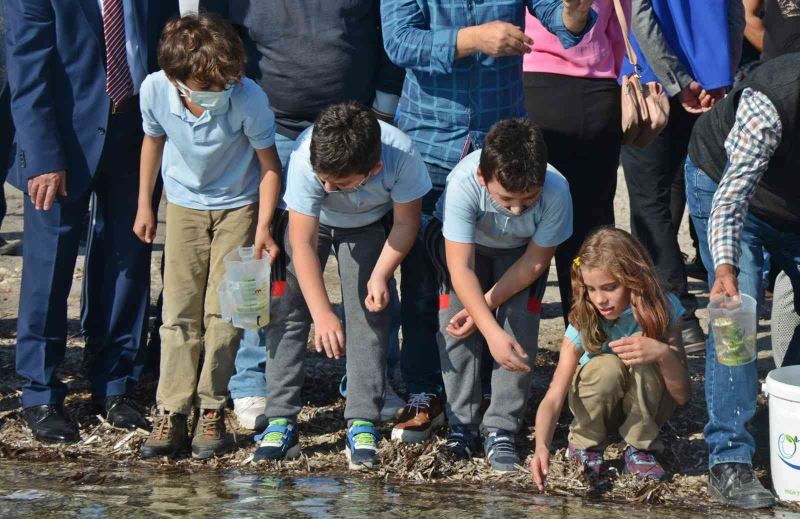 Dikili’de denize 15 bin adet yavru balık bırakıldı
