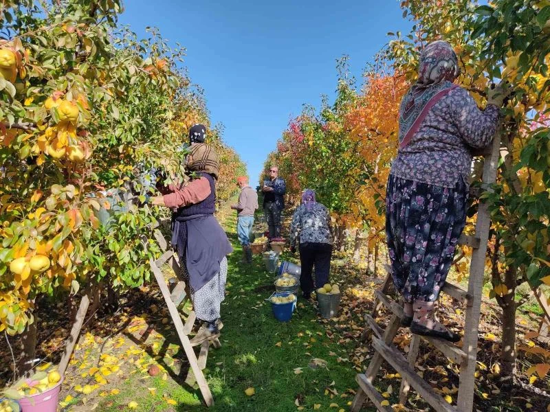 Edirne’de deveci armudun hasadına başlandı
