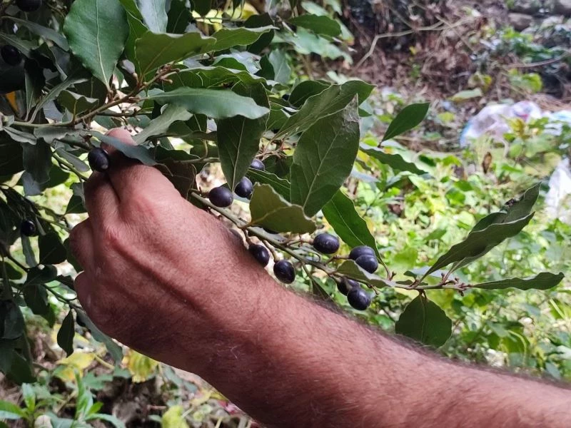 Defne yaprağı Hatay’dan dünyaya ihraç ediliyor
