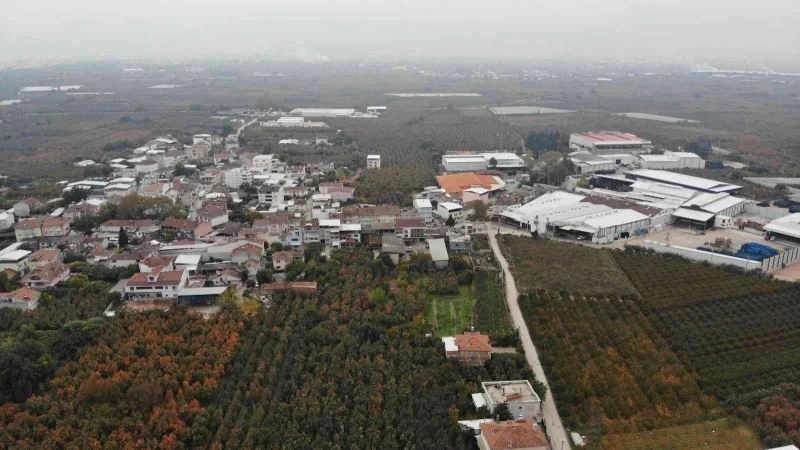 (Özel) Türkiye’nin meyve ambarı...Futbol topu gibi armutlar şaşırtıyor
