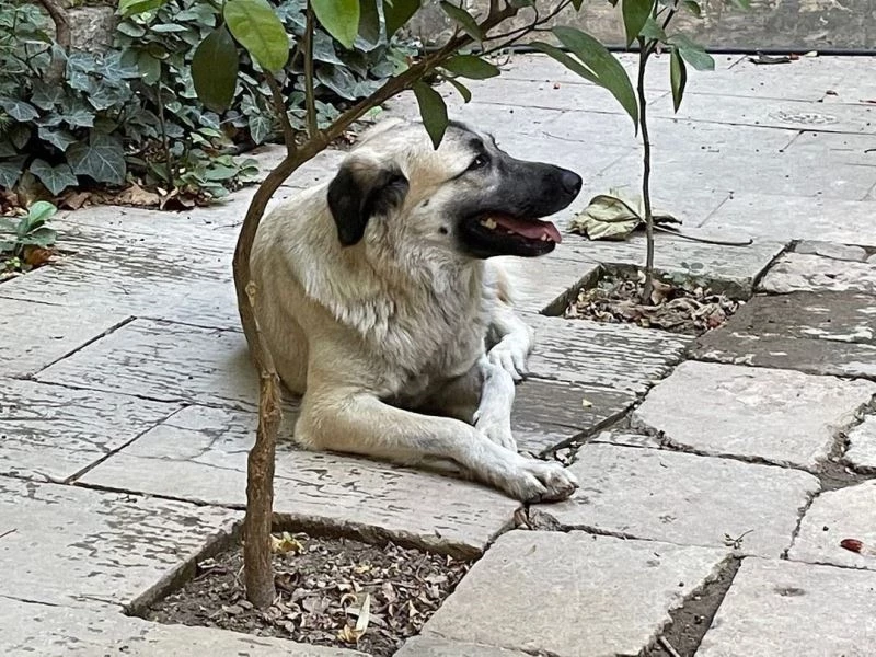Göbeklitepe’de kazı başkanlığı yapan Alman arkeoloğun eşinden darp iddiası
