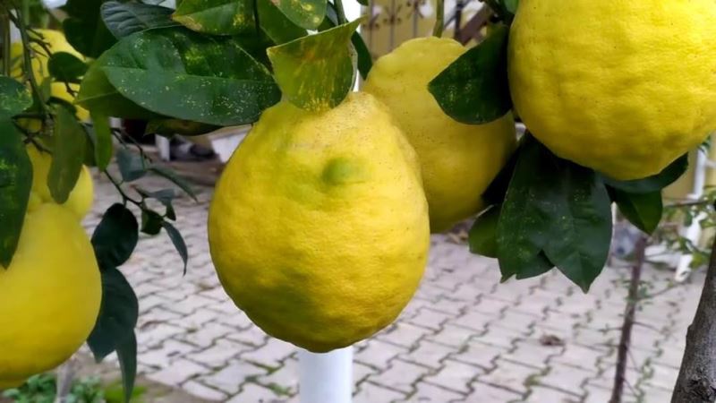 C vitamini deposu Limonun fiyatı düştü
