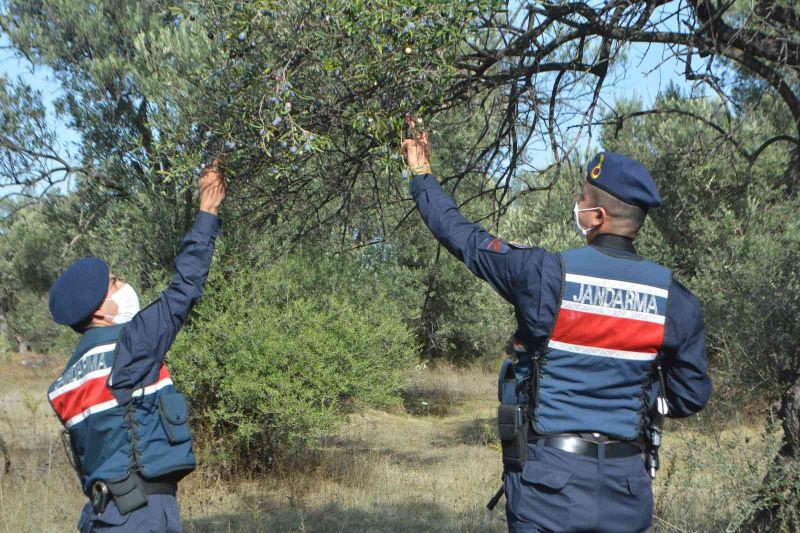 Zeytin hırsızlıklarına karşı tarlada 7/24 denetim
