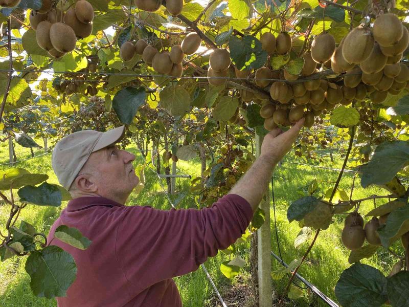 Hobi olarak başladıkları kivi yetiştiriciliğinde 400 ton üretime ulaştılar
