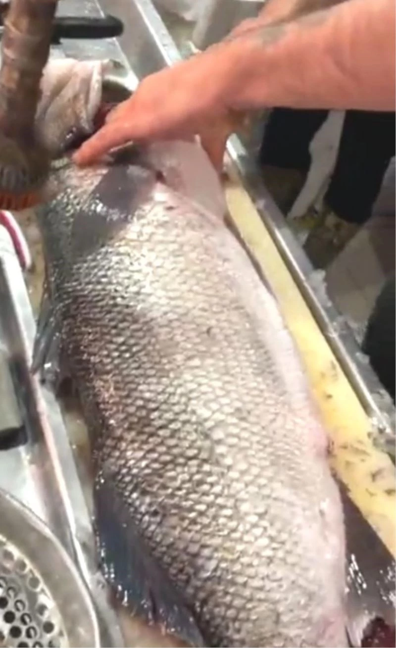 Yedi kiloluk levrek tezgaha düşer düşmez satıldı
