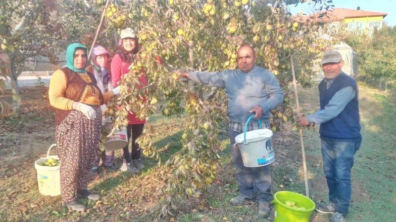 Sungurlu’da deveci armudu hasadı
