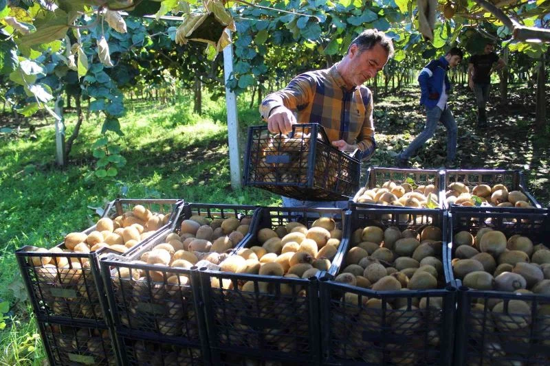 Çarşamba Ovası’nda kivi hasadı
