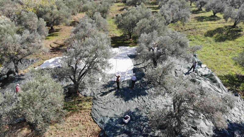(Özel) Zeytin hasadı drone ile havadan görüntülendi
