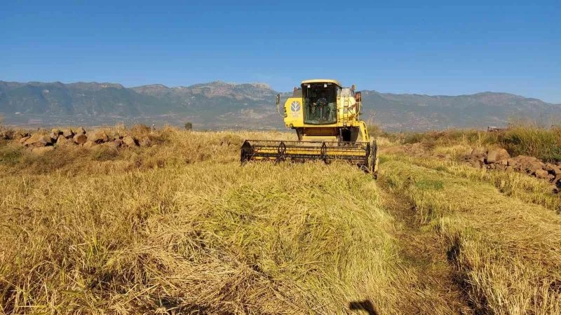 Derviş pirincinde hasat başladı

