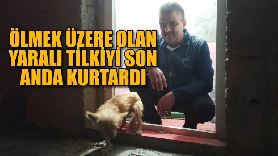 Toprakkaleli hayvansever oduncu yaralı tilkiyi ölmekten son anda kurtardı