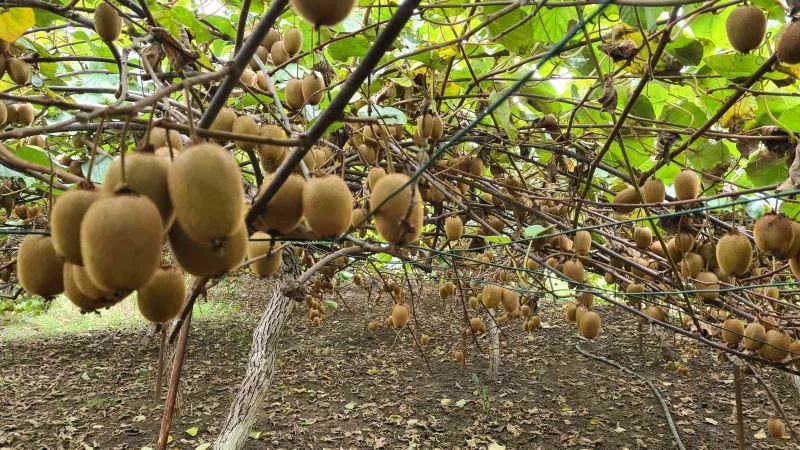 Fındıktan vazgeçip kivi ekti, kazancı üç kat arttı
