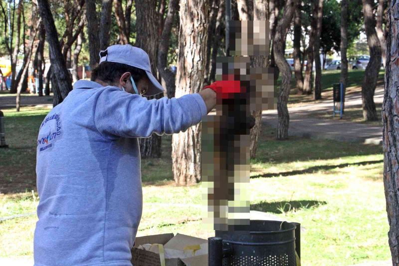 Yanarak telef olan kedinin çöp kutusuna atılması tepki çekti
