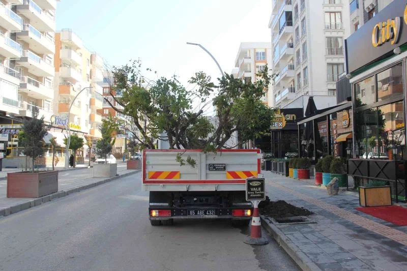 Van’da kuruyan ağaçların yerine yenileri dikildi
