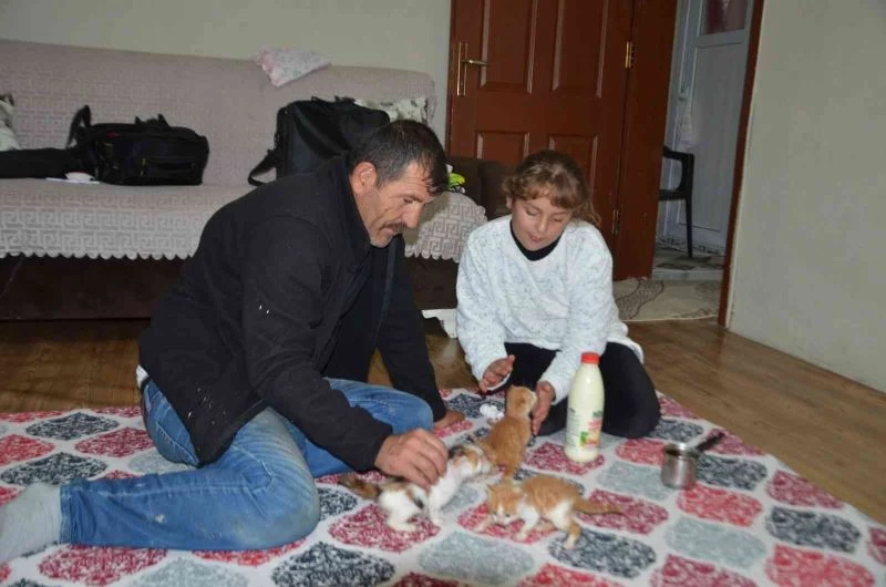 Minik Umrenur, annelerini kaybeden kedi yavrularına sahip çıktı
