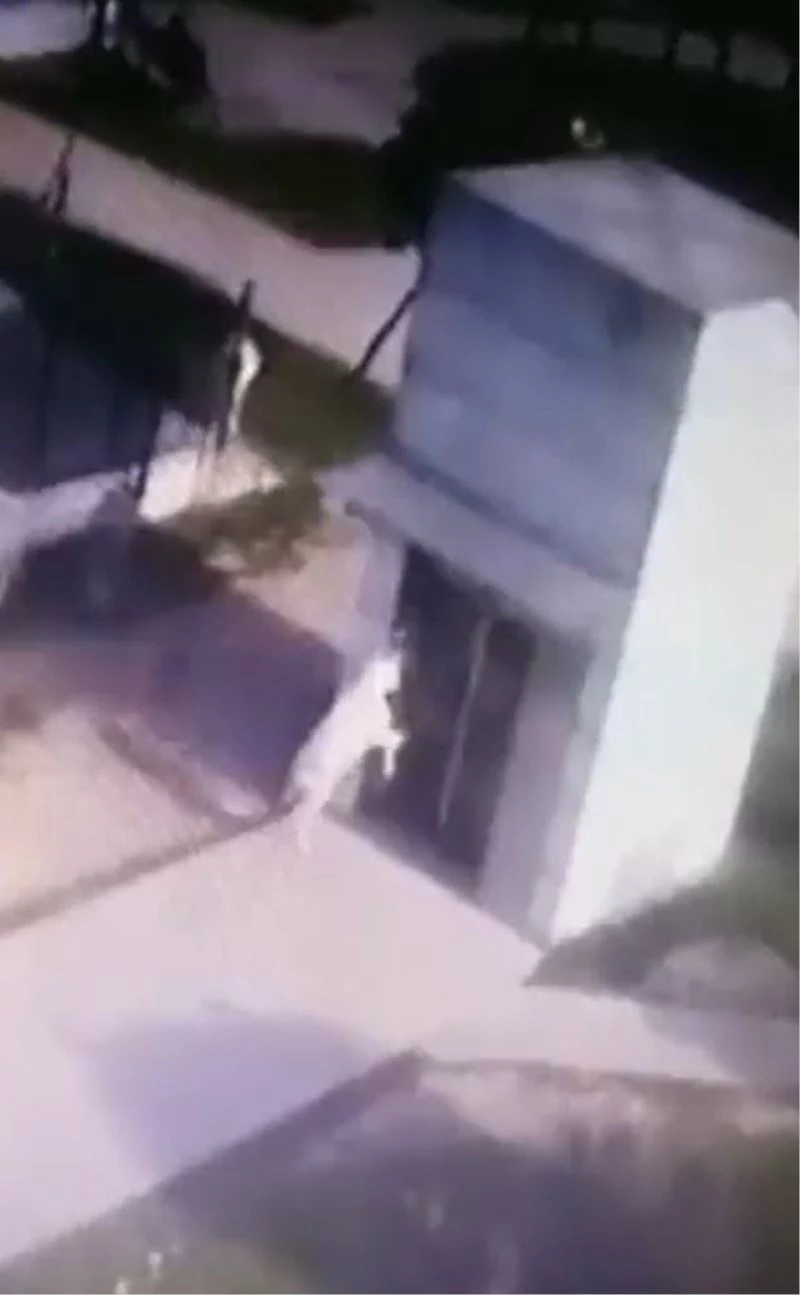 İnatçı keçi metronun asansör camını böyle kırdı: Güldüren anlar kamerada
