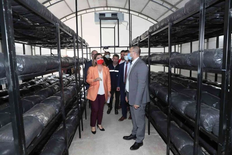 İzmit Belediyesi, istiridye mantarı üretimine başladı
