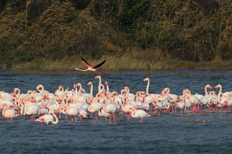 Türkiye’nin en değerli sulak alanlarından Hersek Lagününde görsel şölen
