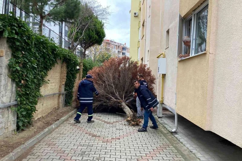 Lodosun yaraları sarılıyor
