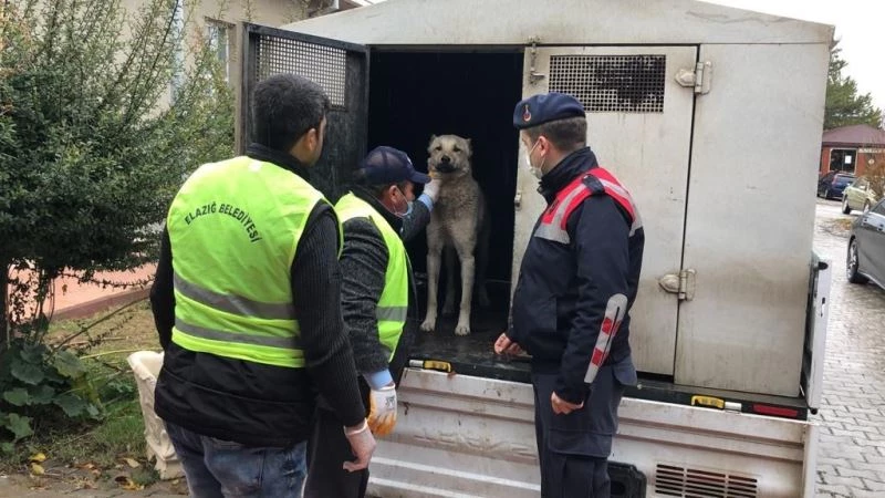 Aracın arkasına bağlanıp eziyet edilen köpek bakıma alındı
