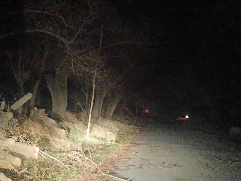 Şuhut’ta lodos ağaçları kökünden devirdi
