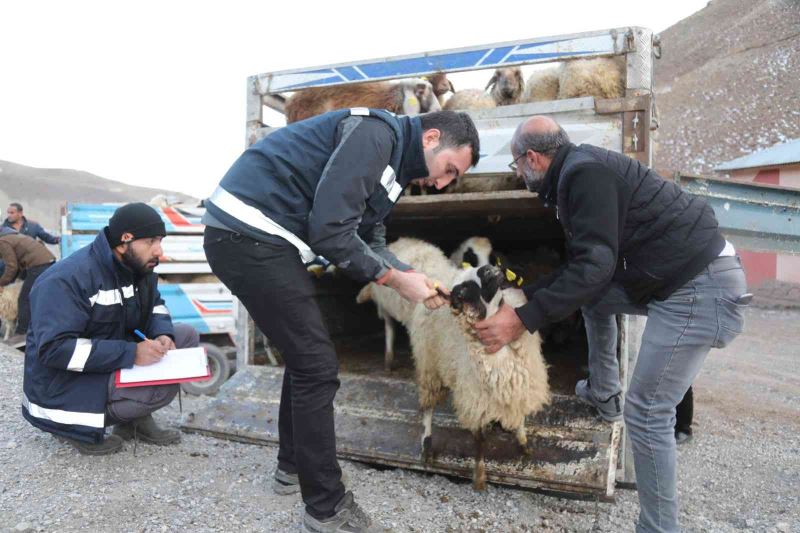 Sel mağdurlarına küçükbaş hayvan desteği
