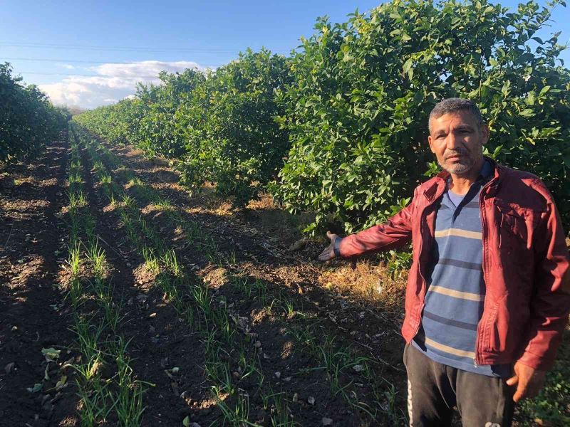 Narenciye bahçesini sarımsak tarlasına dönüştürdü
