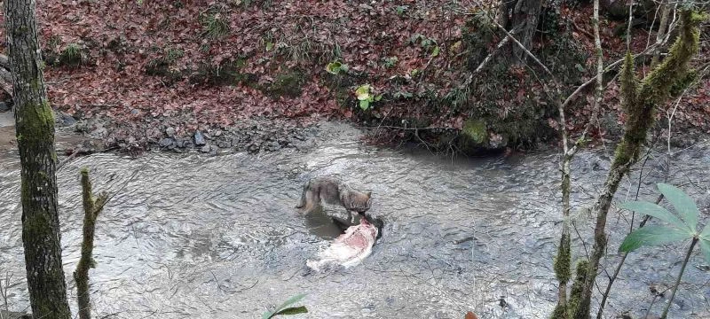 Aç kalan kurdun yaban domuzunu yediği anlar cep telefonu ile görüntülendi
