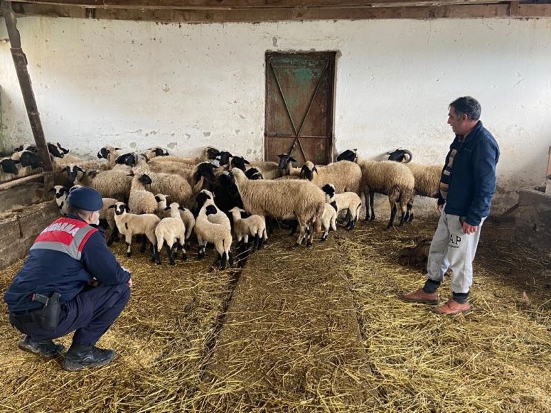 Jandarma vatandaşın koyun ve kuzularını buldu, ahırına kadar götürdü
