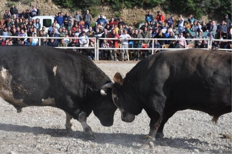 Boğalar, Defne’nin tedavisi için güreşti
