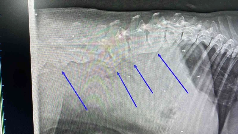 Otomobilin çarptığı köpeğin vücudunda onlarca saçma ile yaşadığı ortaya çıktı
