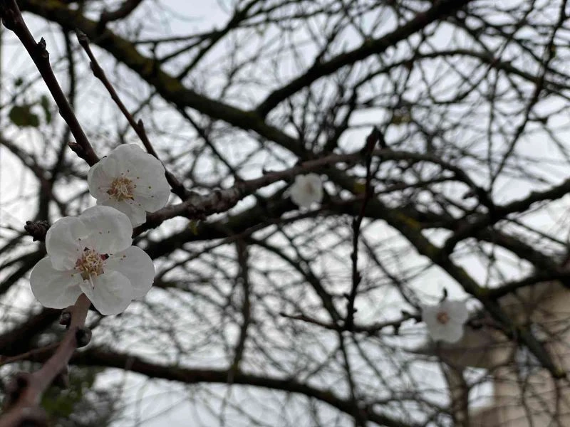 Yalancı bahara aldanan ağaçlar çiçek açtı
