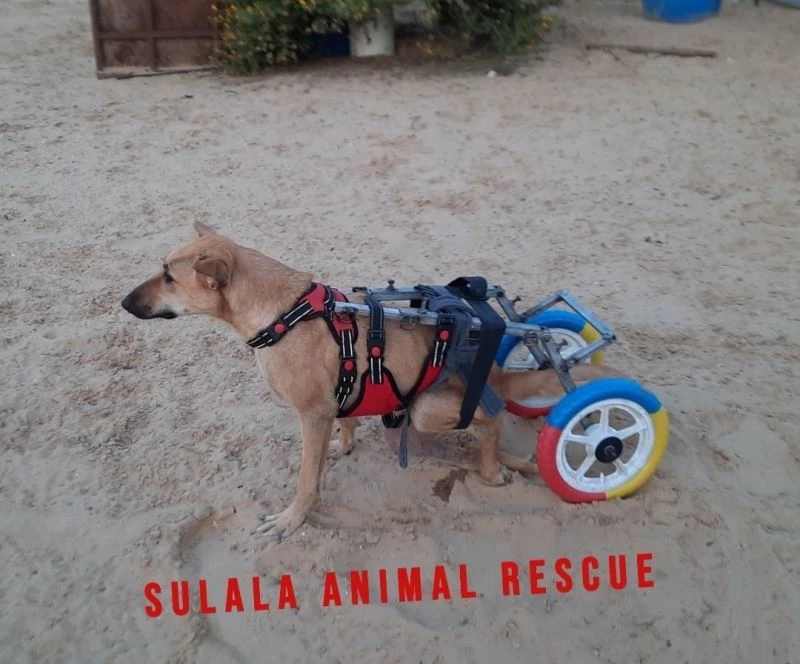 Gazze’deki eski bisiklet ve oyuncaklar hayvanlara yürüteç oldu
