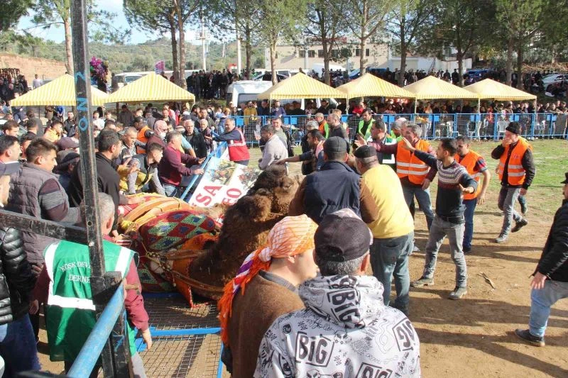 Arenaya sığmayan develer, ortalığı savaş alanına çevirdi
