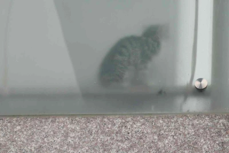 Esenyurt’ta kolon arasında mahsur kalan yavru kedileri belediye ekipleri kurtardı
