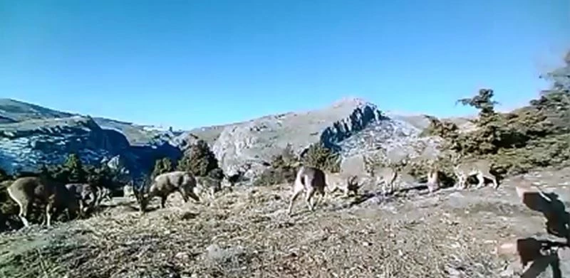 Elazığ’da 11 aylık yaban hayatı fotokapanlara yansıdı
