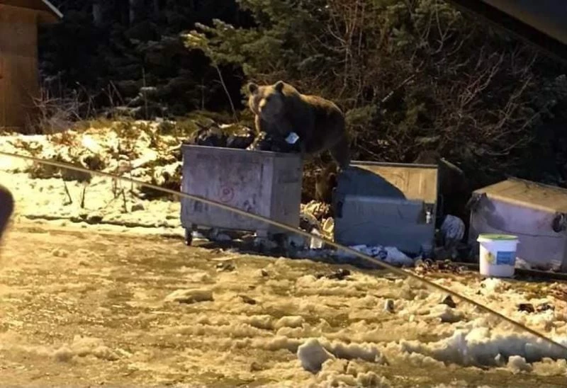 Bursa’da selam verdikleri ayı otomobile saldırdı, o anlar kameraya yansıdı
