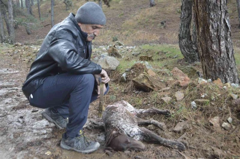  Kütahya’da 5 çoban köpeği ve yabani hayvanların zehirlendiği iddiası
