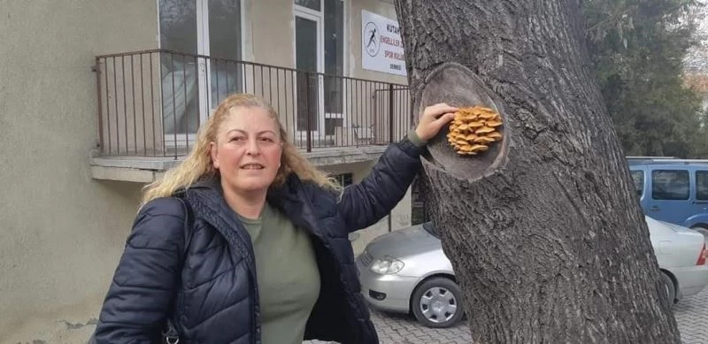 Kütahya’da bir ağacın gövdesinde çıkan mantarlar şaşırttı
