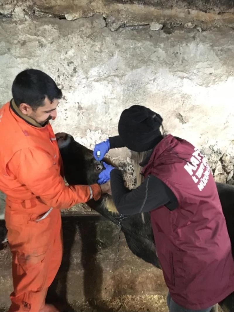 Selim’de aşılama ve kimliklendirme çalışmaları sürüyor
