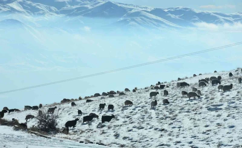 Koyunlar karla kaplı yaylalarda otlanmaya devam ediyor

