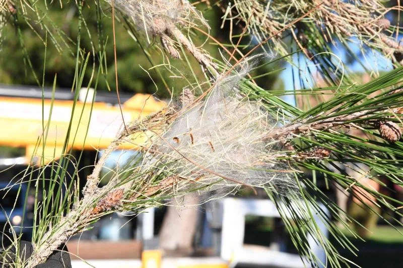 Çam kese böceği ile ilgili biyolojik mücadele
