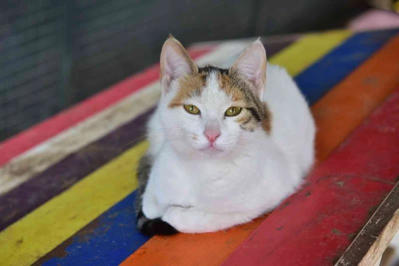 Kepez’de sokak hayvanları, bakımevine emanet
