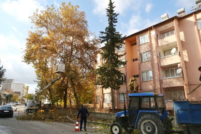 Mevsimsel budama çalışmaları sürüyor
