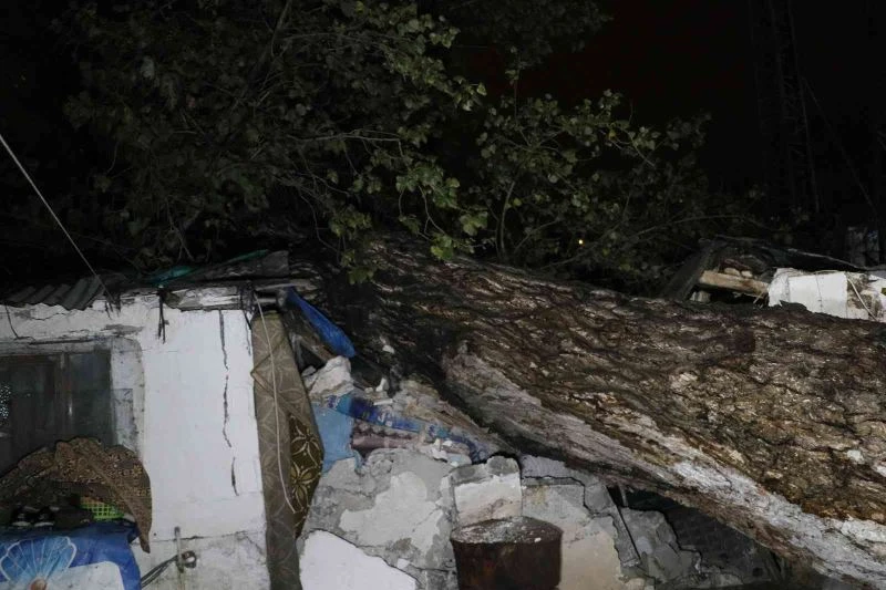 Sağanak yağış sebebiyle 15 metre boyunda ağaç iki müstakil evin çatısına devrildi
