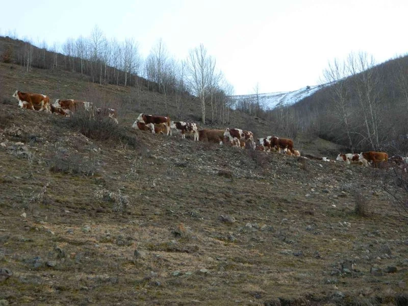 Posof’ta Aralık ayında hayvanlar merada
