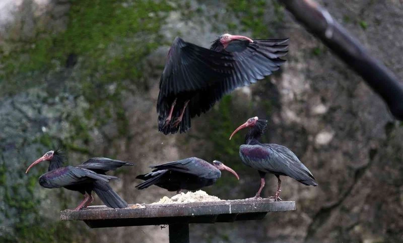 (Özel) Dünyada nesli tükeniyor....Bursa’da nüfusu artıyor

